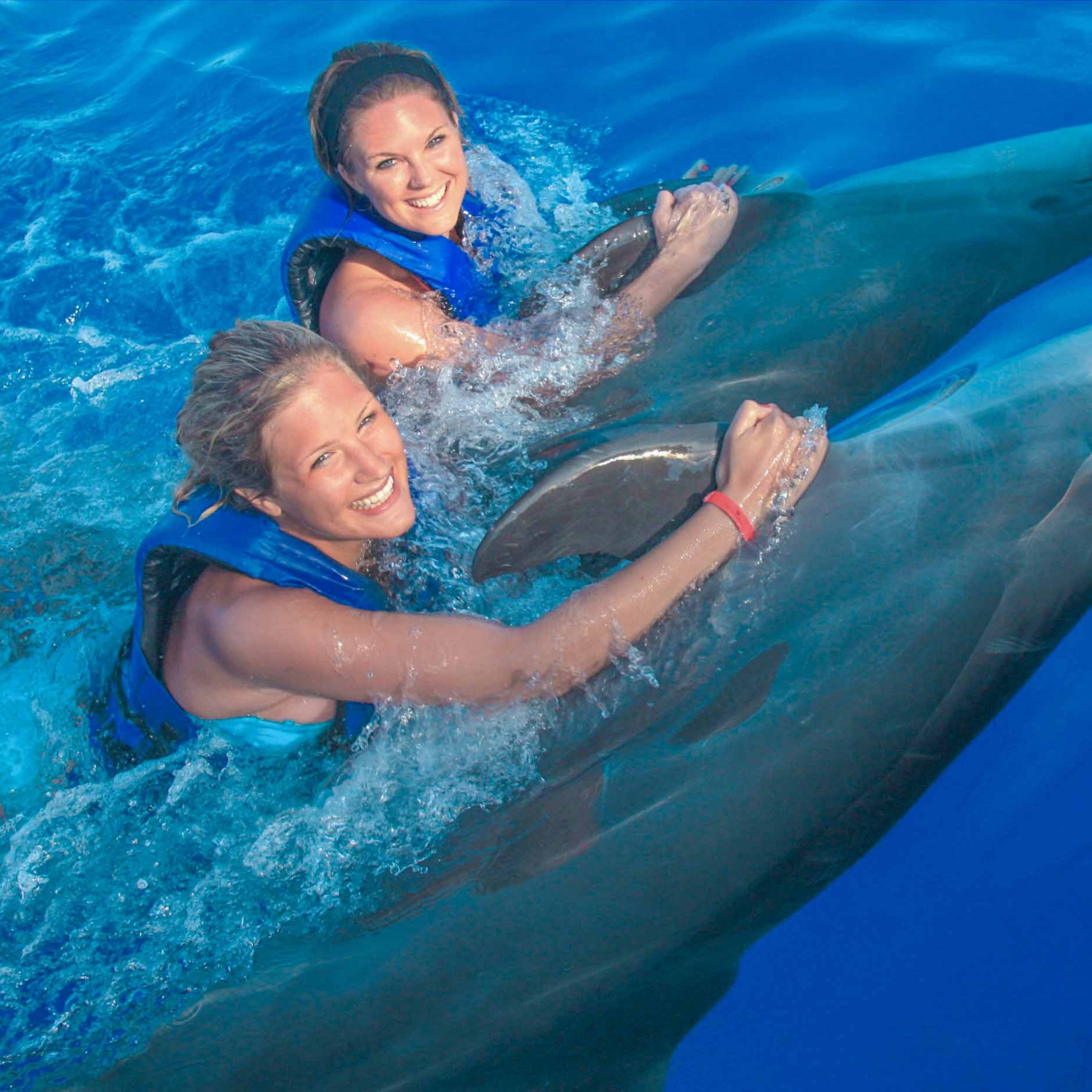 Swim friends. Плавать с дельфинами. Катание на дельфинах. Покататься на дельфине. Дельфины для детей.