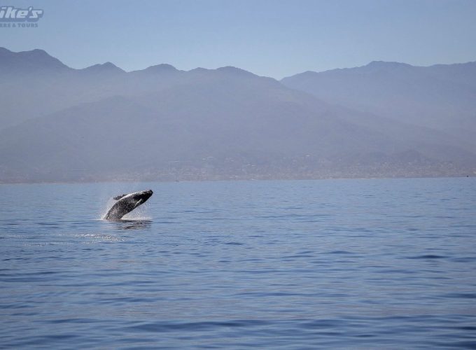 Whale Watching Tour From Nuevo Vallarta